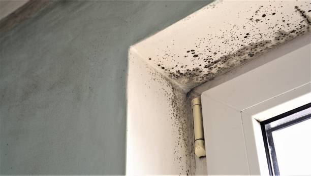 Best Asbestos and Lead Testing During Mold Inspection  in Knox, IN