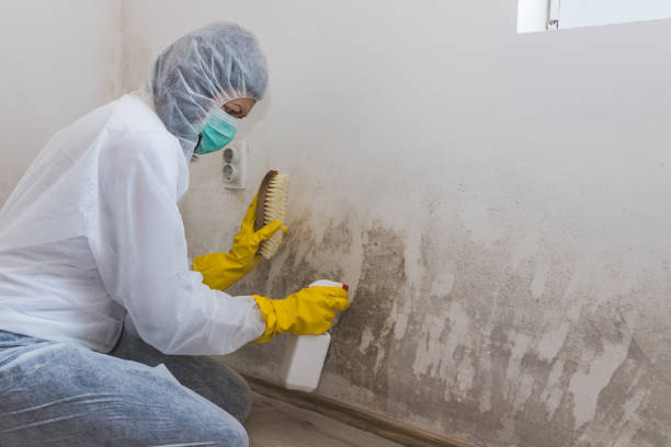 Best Mold Removal for HVAC Installations  in Knox, IN