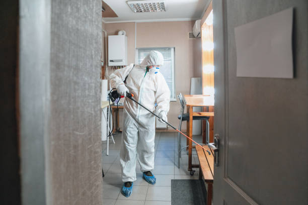 Best Basement Mold Removal  in Knox, IN