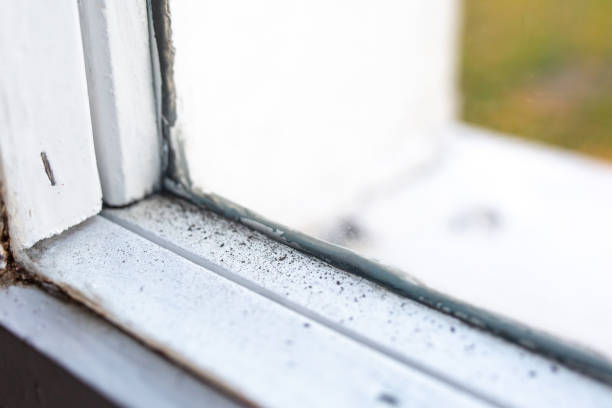 Best Emergency Mold Remediation  in Knox, IN