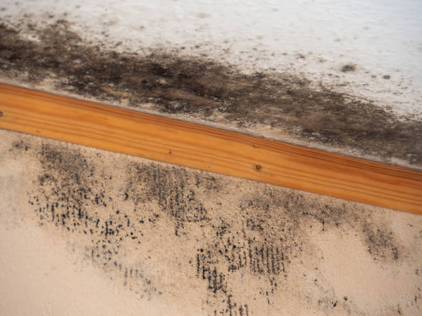 Best Forensic Mold Investigation  in Knox, IN