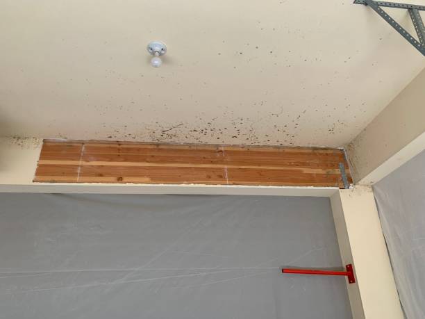 Best Environmental Consulting for Mold Prevention  in Knox, IN