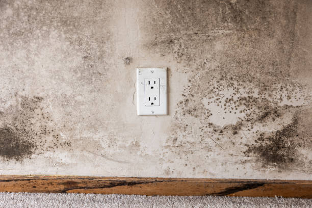 Best Asbestos and Lead Testing During Mold Inspection  in Knox, IN