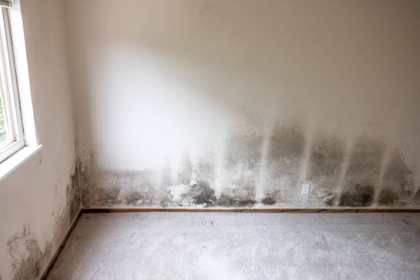 Best Attic Mold Removal  in Knox, IN