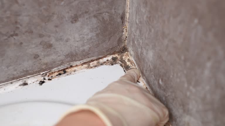 Best HVAC Mold Inspection and Cleaning  in Knox, IN